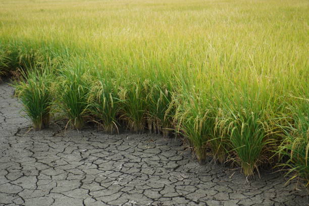 istock Rice field in Thailand 1218690801