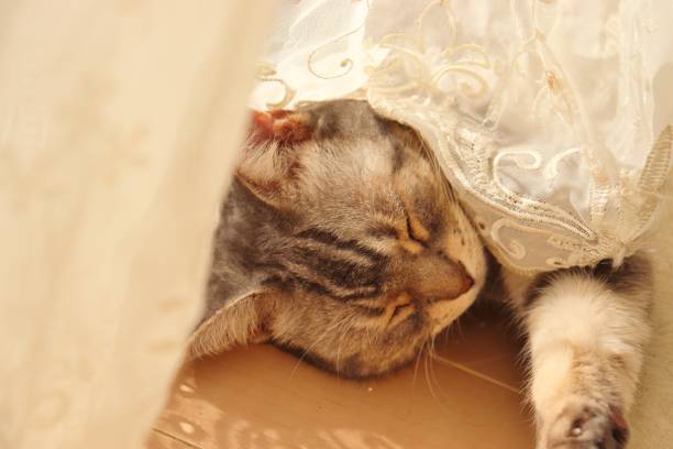 istock A cat sleeping with a lace curtain as a blanket. 1218690819