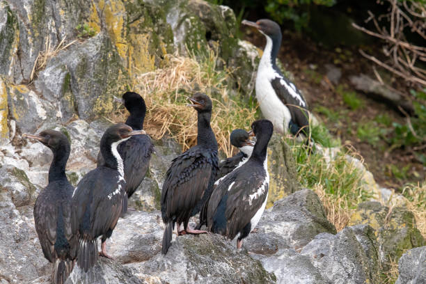 istock Otago Shag - Phalacrocorax chalconotus 1218690956