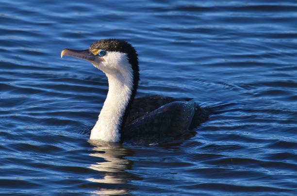 istock Pied Cormorant /Shag - Phalacrocorax varius 1218691066