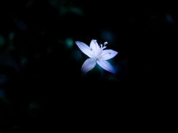 White grass flower on the green grass tree and black background.