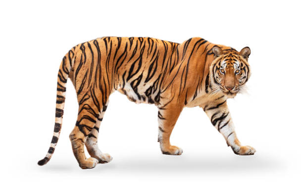 königlichetiger tiger (p. t. corbetti) isoliert auf weißem hintergrund clipping pfad enthalten. der tiger starrt auf seine beute. jäger-konzept. - fell fotos stock-fotos und bilder