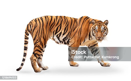 166,023 Tiger Stock Photos, Pictures & Royalty-Free Images - iStock | Tiger  face, Lion, Tiger head