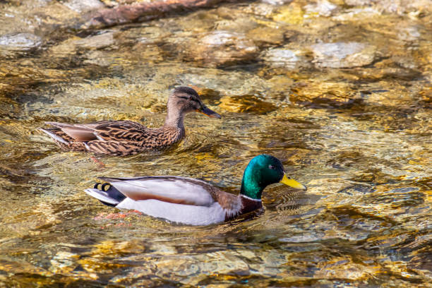 istock Mallard duck family in the river 1218696965