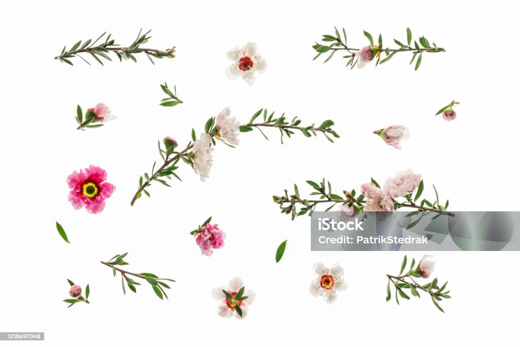 White And Pink New Zealand Manuka Tree Flowers In Bloom Isolated On White  Background Stock Photo - Download Image Now - iStock