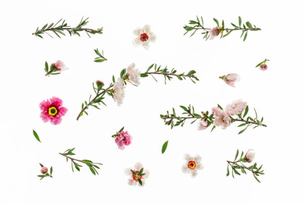 biały i różowy nowozelandzki drzewo manuka kwiaty w rozkwicie izolowane na białym tle - manuka zdjęcia i obrazy z banku zdjęć