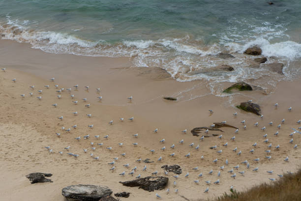 A flock of seagulls standing on a rocky beach next to the sea