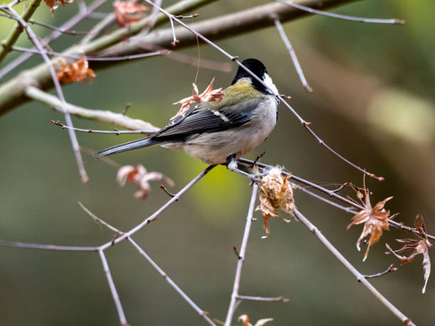 istock Japanese tit in a bare winter tree 18 1218699012