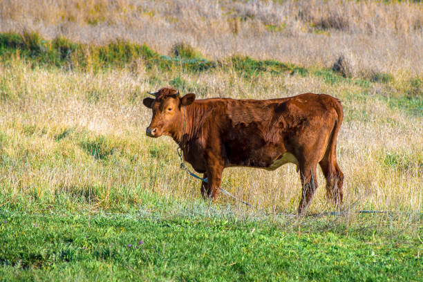 A cow on a leash grazing in a field. One brown cow