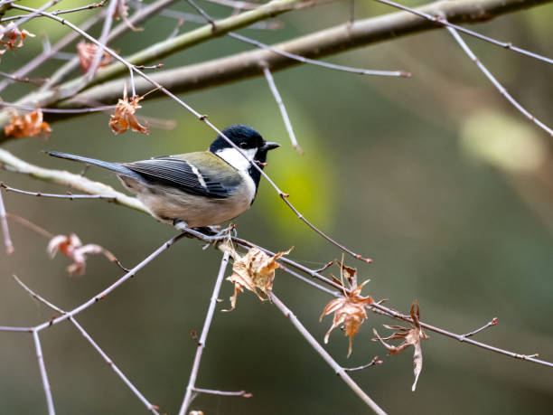 istock Japanese tit in a bare winter tree 3 1218699296