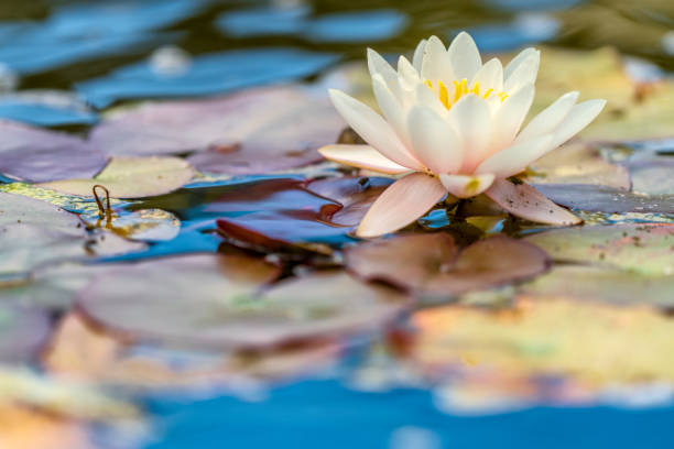 water lily - white water lily imagens e fotografias de stock