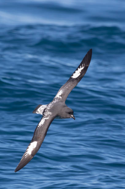 istock Cape Petrel - Daption capense 1218701793