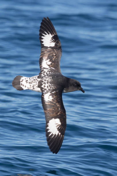 istock Cape Petrel - Daption capense 1218701803