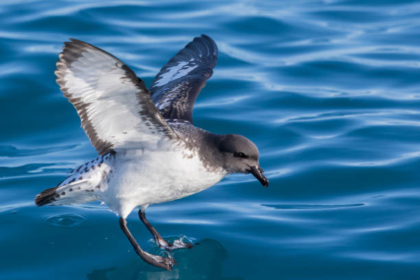 cape petrel - daption capense - cook strait imagens e fotografias de stock