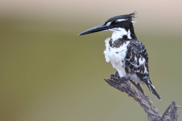 istock One perched Pied Kingfisher against green background. 1218702895