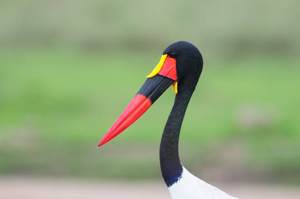 A head-and-shoulders shot of a Saddle-billed stork, taken in Serengeti National Park, Tanzania.