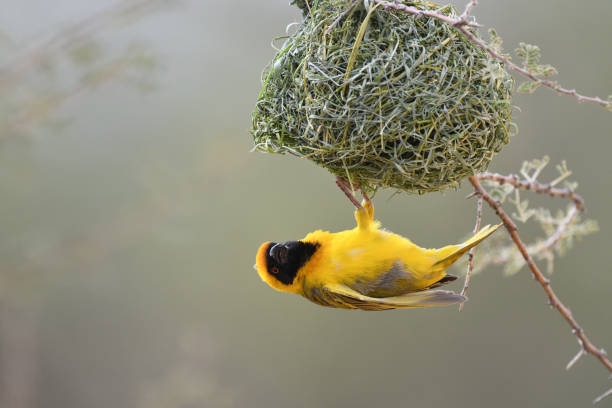 istock One male Southern Masked Weaver hanging below nest. 1218702969
