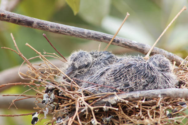 Baby Red Collared Dove in a nest on a tree, close-up view with blurred nature background