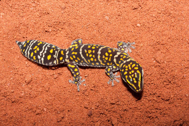 istock Marbled Velvet Gecko 1218703860