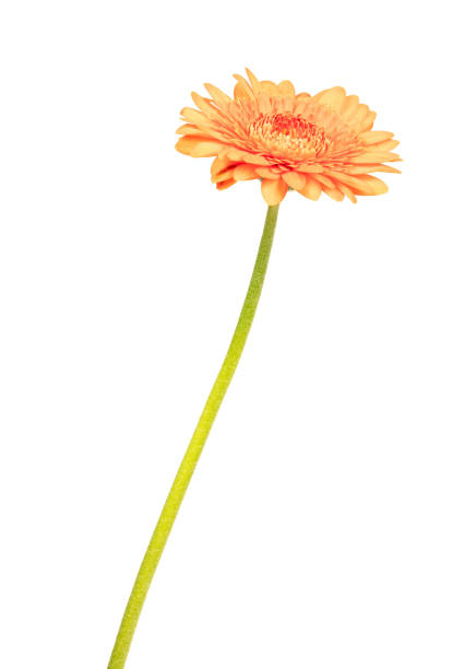 istock Gerbera flower isolated on a white background, orange 1218704320