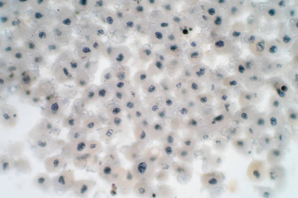 istock Embryonic stem cells colony under a microscope. Stem Cells Immunotherapy and research of regeneration and disease treatment. 1218705251
