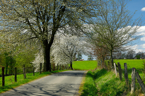 Bergisches Land in spring. Blossoming fruit trees along a village road