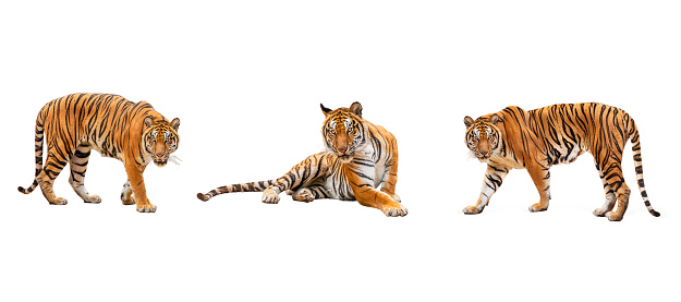 tigers in winter, tigers collage isolated on white background