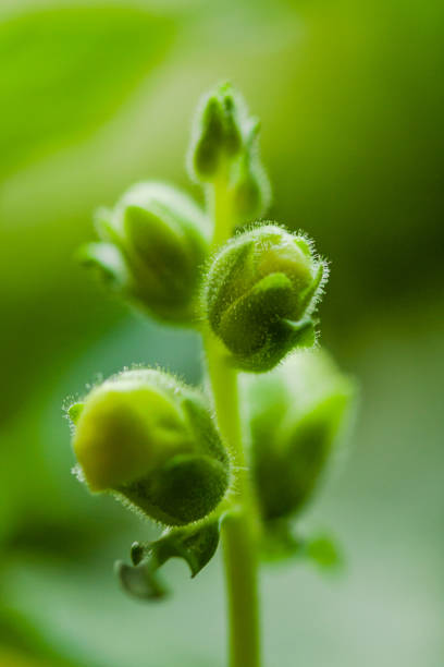 closeup of Snapdragon flowers