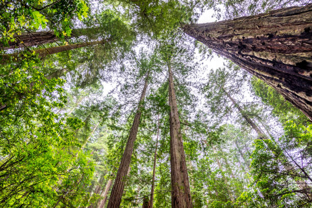 Looking up at Redwood trees in California, USA stock photo