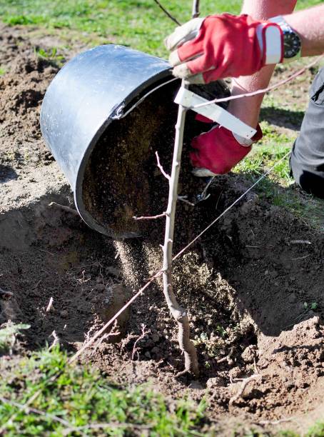 istock Planting a tree in the garden 1218707656
