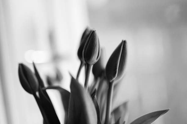 istock Tulips, Flowers, Black and white 1218707820