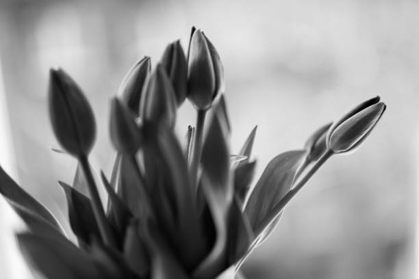 istock Tulips, Flowers, Black and white 1218707939
