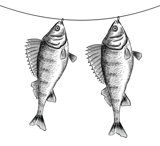 ilustrações de stock, clip art, desenhos animados e ícones de ink sketch of dried solty perch (bass) on rope. - fish prepared fish fishing bass