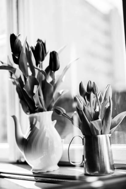istock Tulips, Flowers, Black and white 1218708067