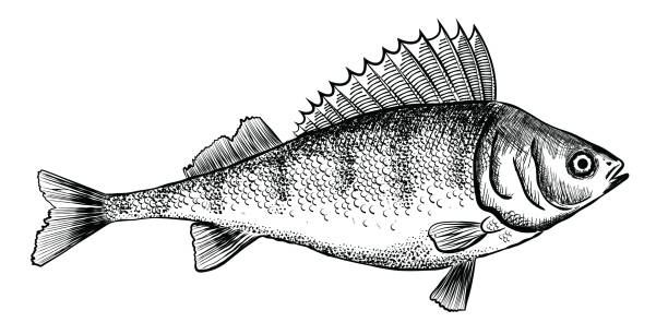 ilustrações de stock, clip art, desenhos animados e ícones de ink sketch of perch (bass). - fish prepared fish fishing bass