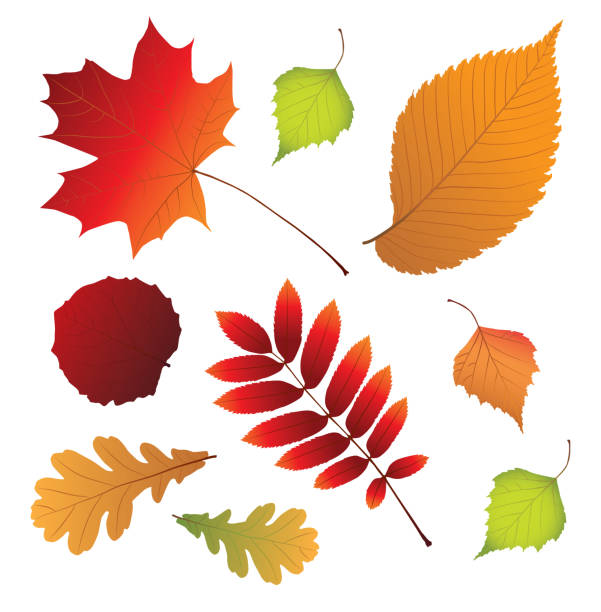 multicolor autumn leaves. Isolated multicolor autumn leaves. vector illustration birch group gold stock illustrations