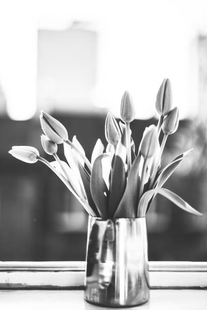 istock Tulips, Flowers, Black and white 1218708958