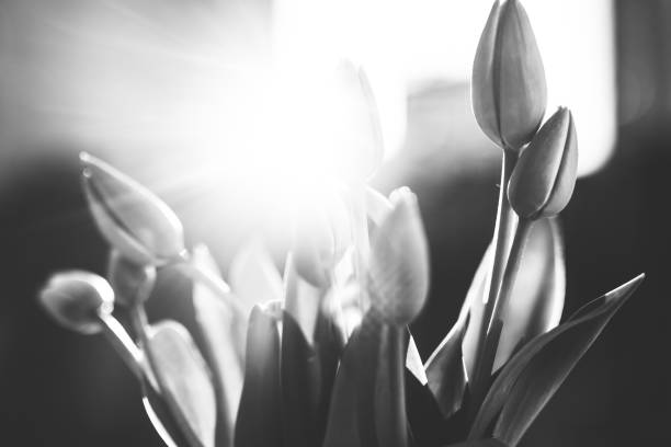istock Tulips, Flowers, Black and white 1218708992