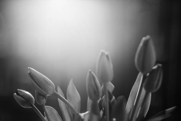 istock Tulips, Flowers, Black and white 1218709033