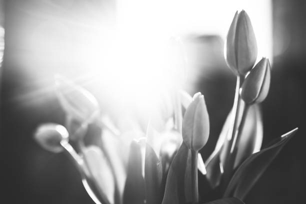 istock Tulips, Flowers, Black and white 1218709229