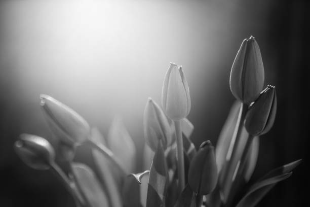 istock Tulips, Flowers, Black and white 1218709973