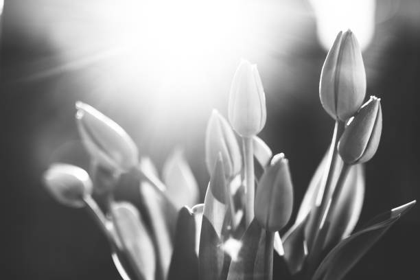 istock Tulips, Flowers, Black and white 1218710155