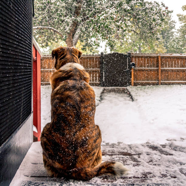 istock Dog Looking At Snowfall From House Doorstep 1218710214