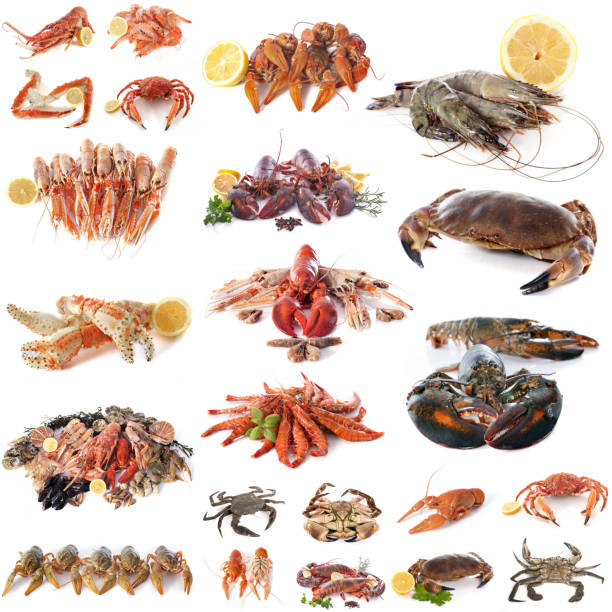 Seafood: Langoustine Isolated on White Background