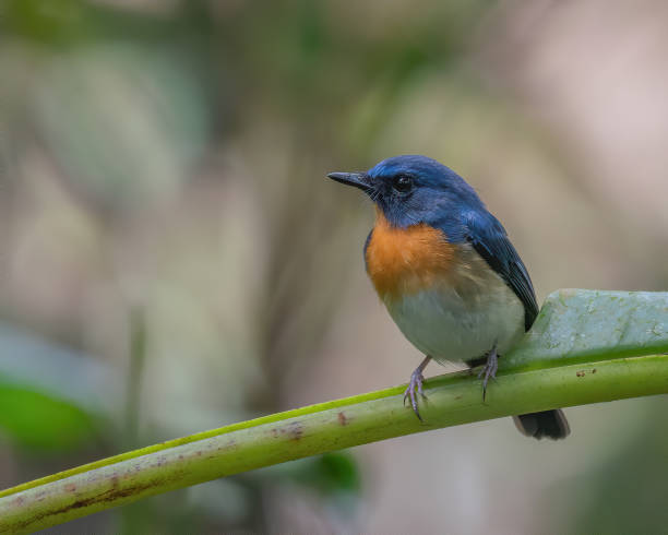 istock Indochinese Blue Flycatcher perching on a tree branch 1218711244