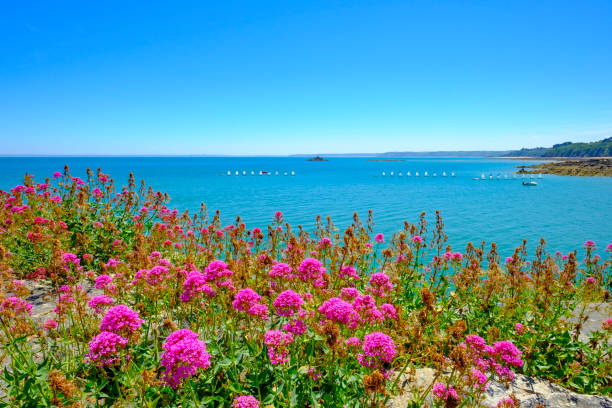красочные цветы на побережье сен-куэй-портрие в бретани, франция - tide rock bay landscape стоковые фото и изображения