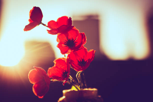 Flowers in vase. Krakow in Poland.