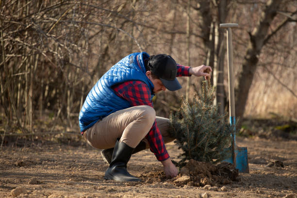 istock Gardener planting the tree while Watering a tree working in the garden as save world concept, nature, environment and ecology 1218712924