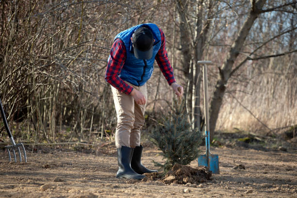istock Gardener planting the tree while Watering a tree working in the garden as save world concept, nature, environment and ecology 1218713069