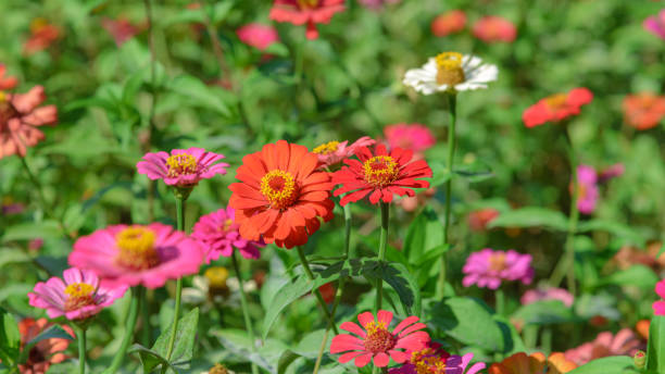istock Beautiful flower with blurred background in garden. Copy space 1218714384